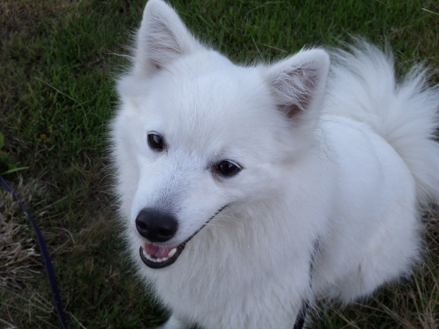 SAMSUNG CAMERA PICTURES