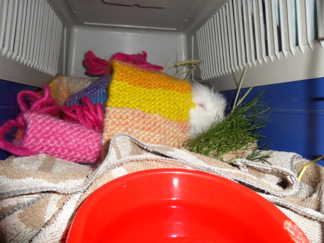 SAMSUNG CAMERA PICTURES