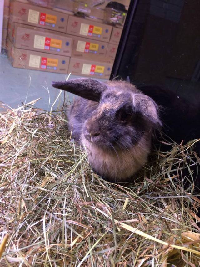 1012784_569735089772890_419012083_n