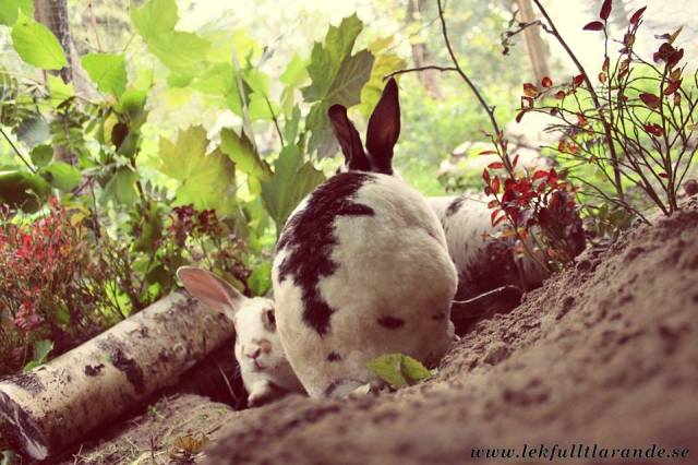 11131919_10206871841861091_1740102622_n