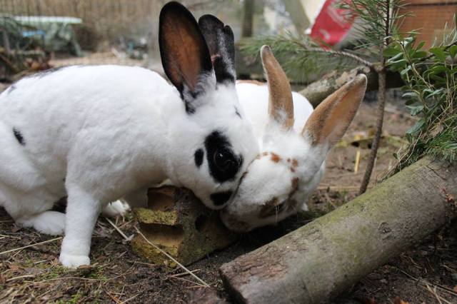 11146093_10206945043011074_1786125165_n