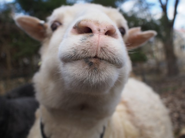 OLYMPUS DIGITAL CAMERA